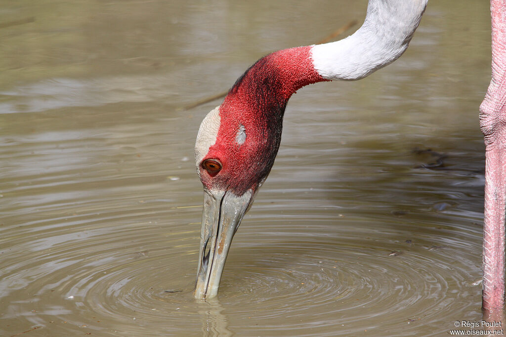 Sarus Crane