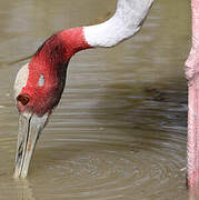 Sarus Crane