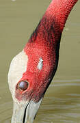 Sarus Crane