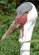 Wattled Crane