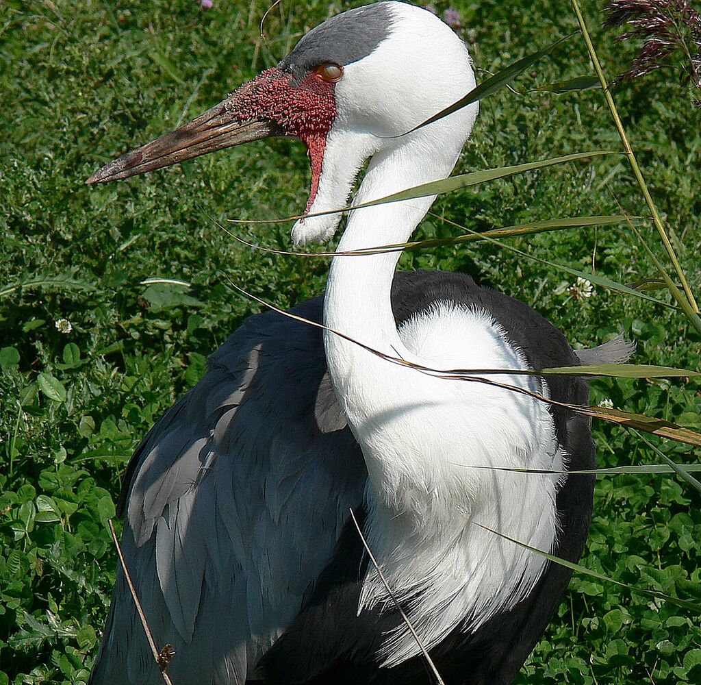 Wattled Craneadult