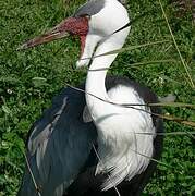 Grue caronculée