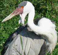 Wattled Crane