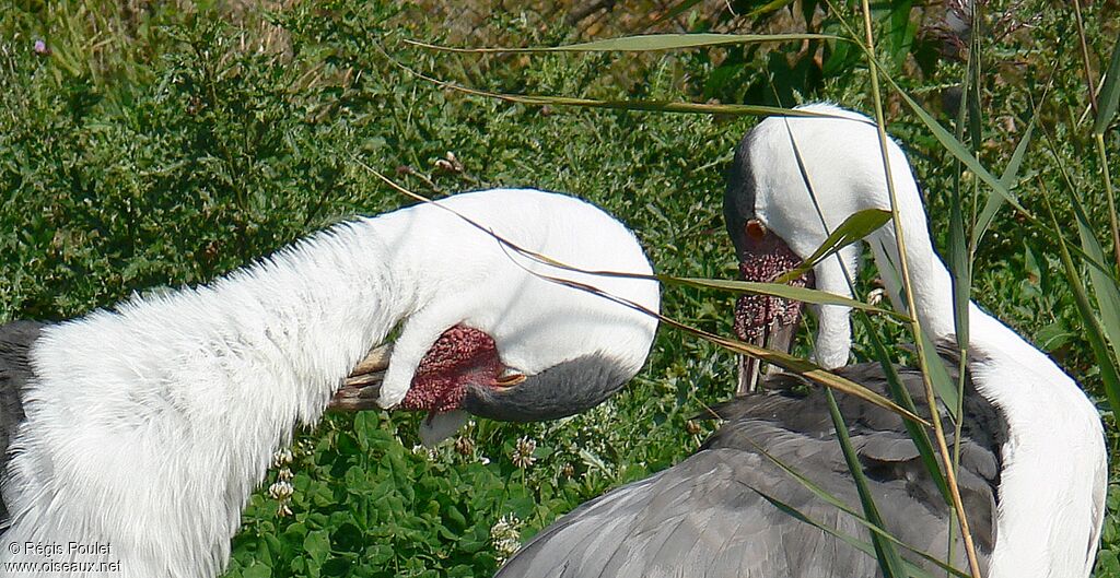 Wattled Crane adult