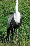 Wattled Crane