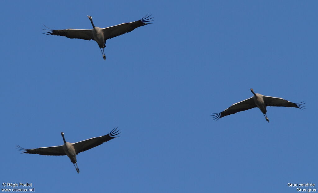 Common Crane