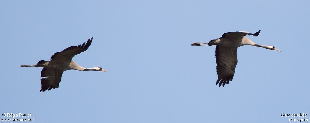 Common Crane