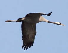 Common Crane