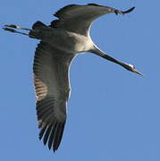 Common Crane