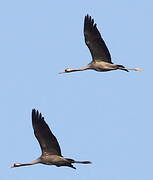 Common Crane