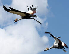 Black Crowned Crane