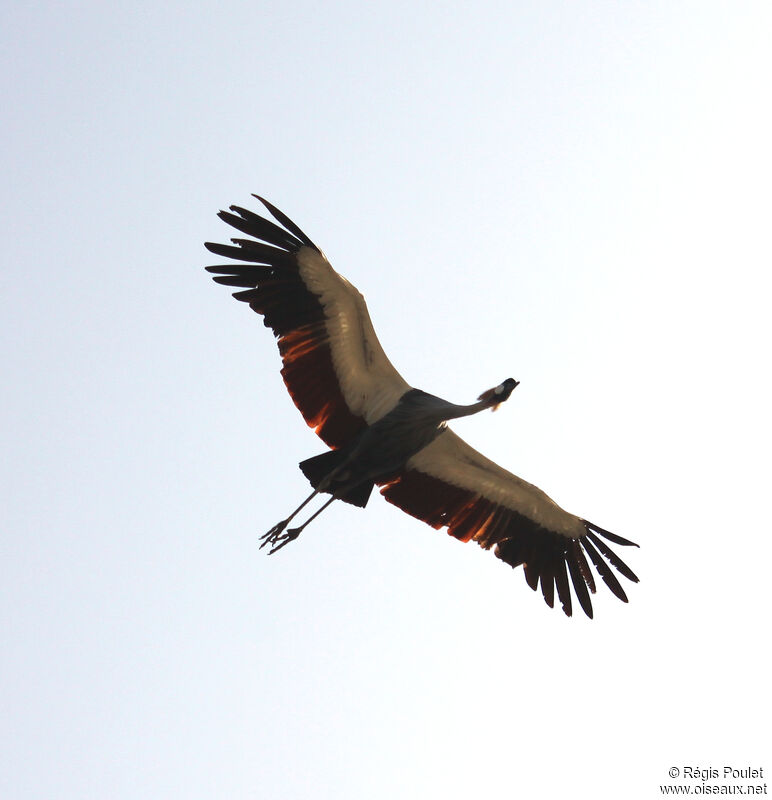 Black Crowned Crane, Flight