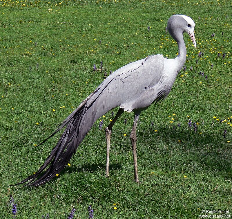 Blue Craneadult