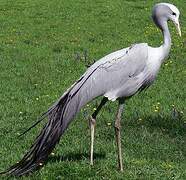 Blue Crane