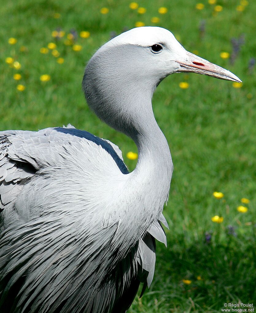 Blue Crane