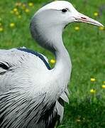 Blue Crane