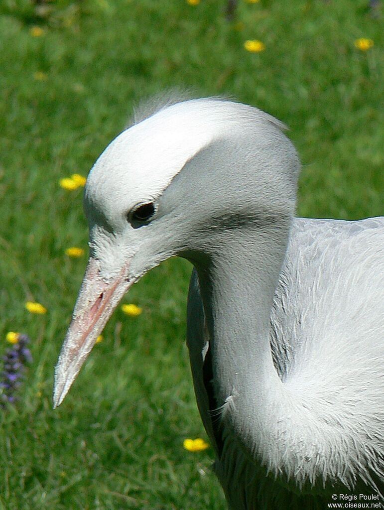 Blue Crane