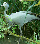 Blue Crane