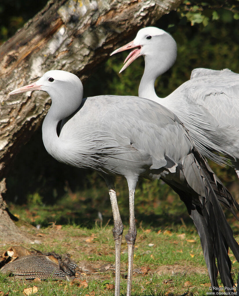 Grue de paradis , identification