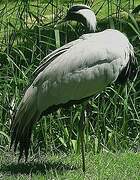 Demoiselle Crane