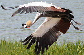 Grey Crowned Crane