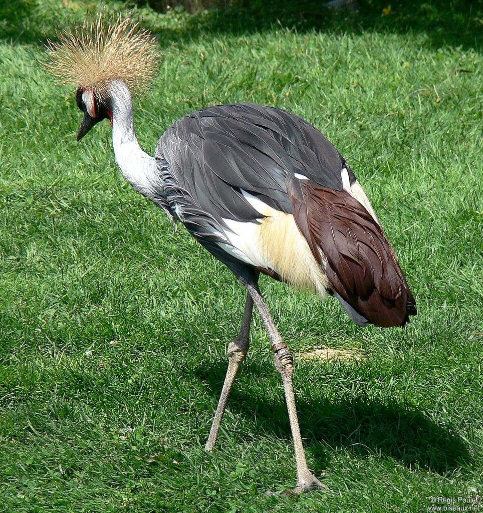 Grey Crowned Crane