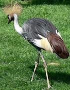 Grey Crowned Crane