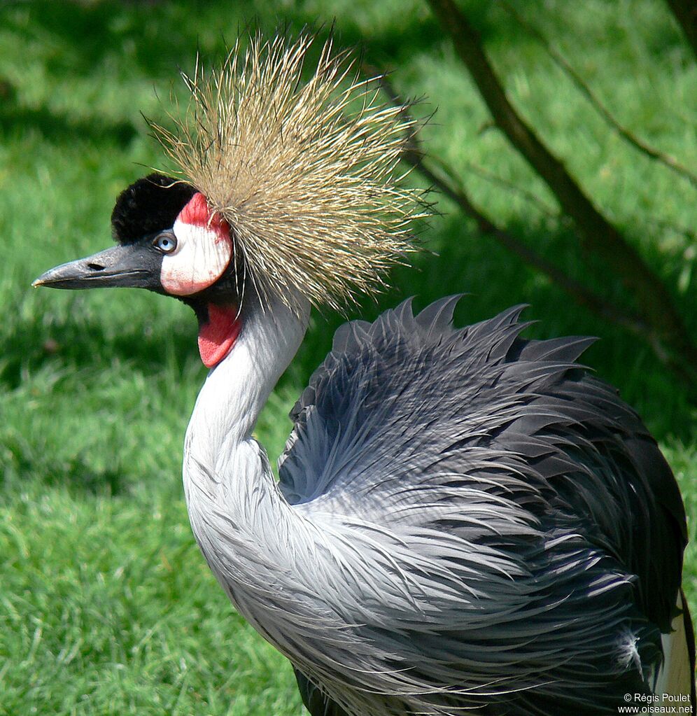 Grey Crowned Craneadult