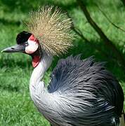 Grey Crowned Crane