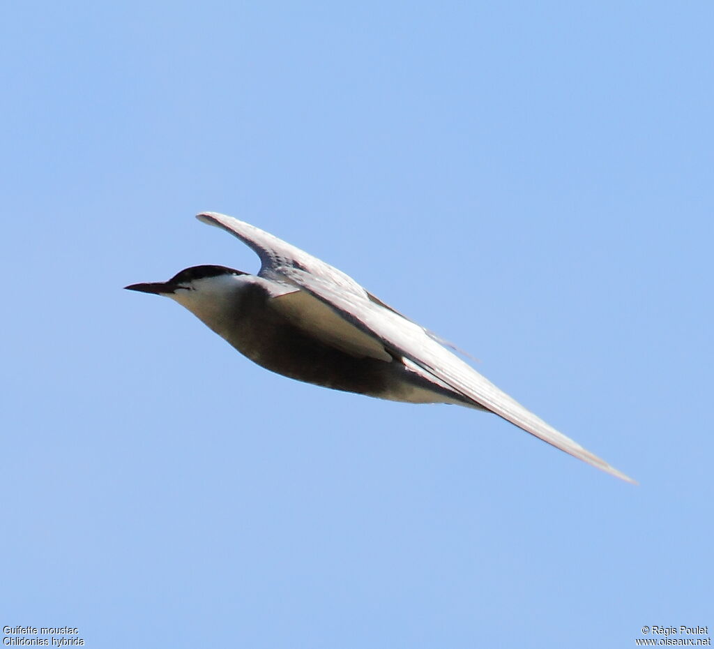 Whiskered Ternadult breeding, Flight