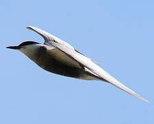 Whiskered Tern