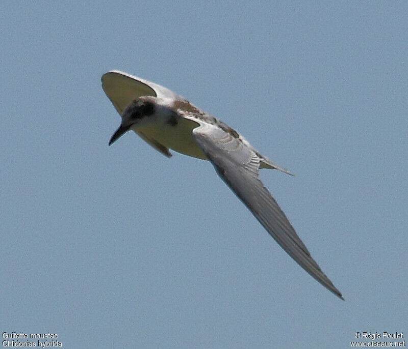 Whiskered Ternimmature, Flight