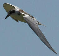 Whiskered Tern