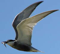 Whiskered Tern