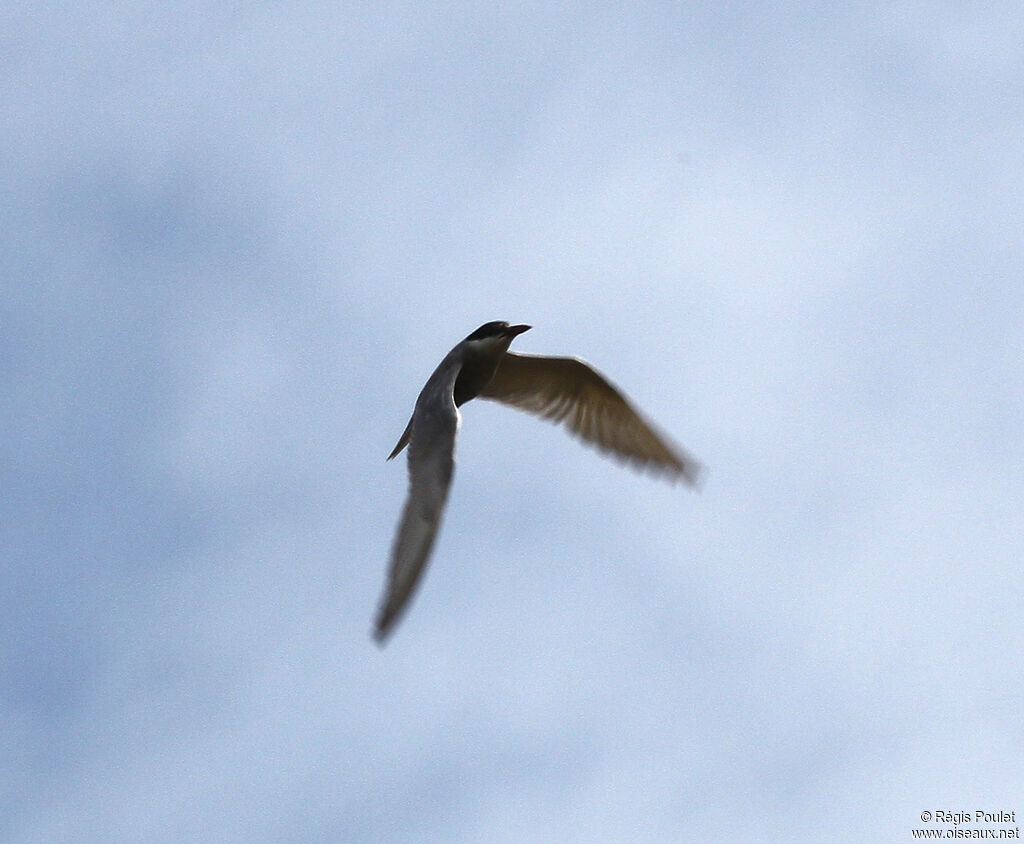 Whiskered Tern, Flight