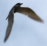 Whiskered Tern