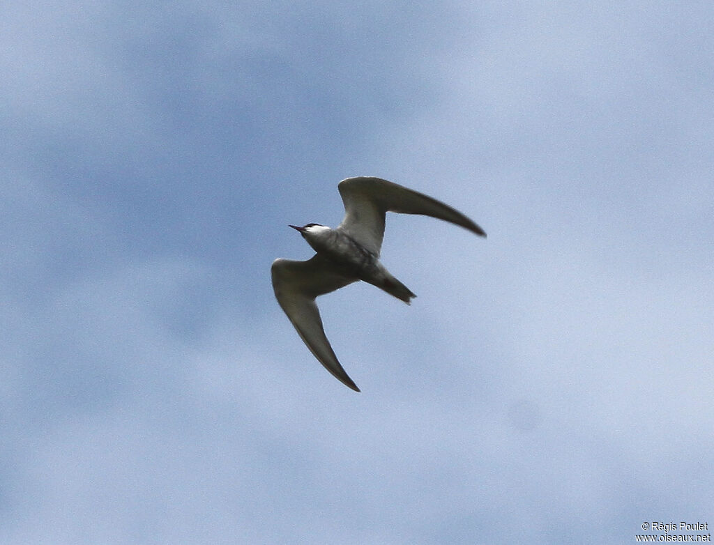 Whiskered Ternadult post breeding, Flight