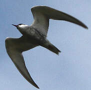 Whiskered Tern