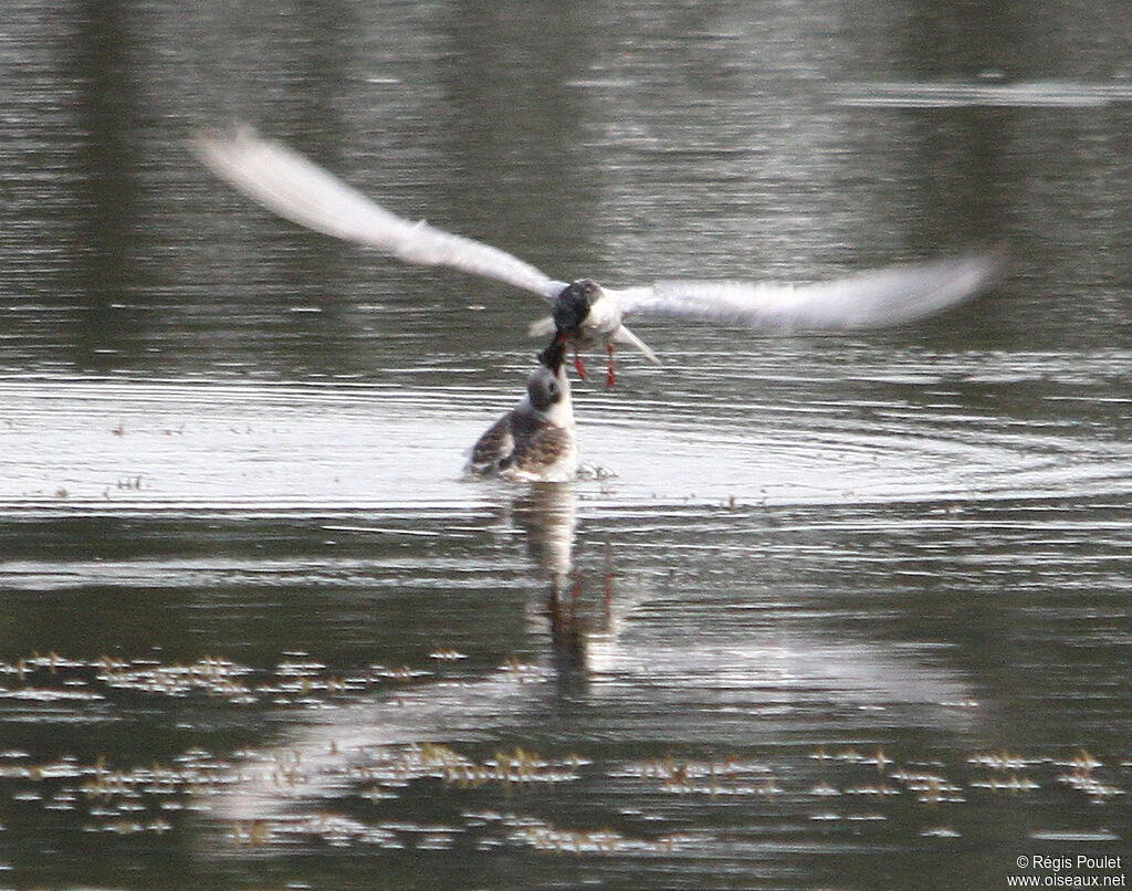 Whiskered Tern, Flight, feeding habits, Behaviour