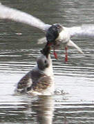 Whiskered Tern