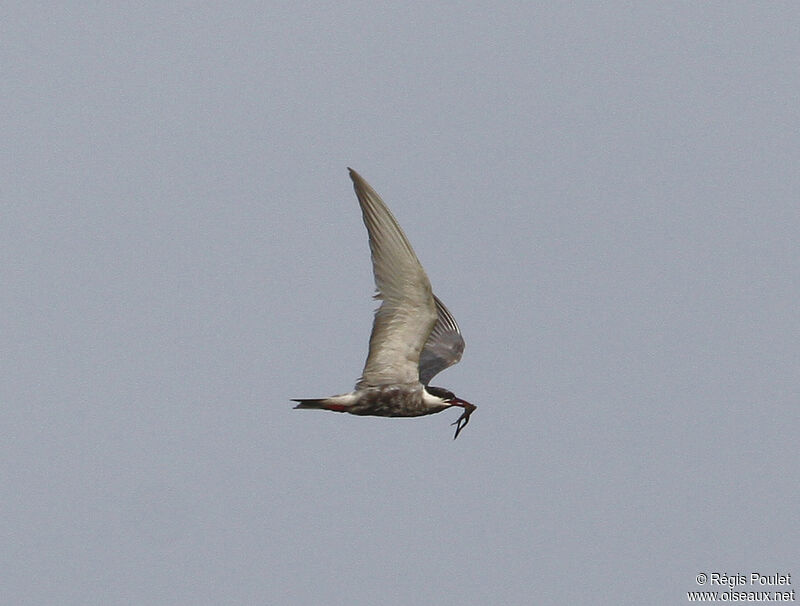 Whiskered Tern, Flight, feeding habits