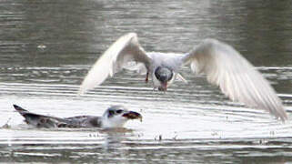 Whiskered Tern