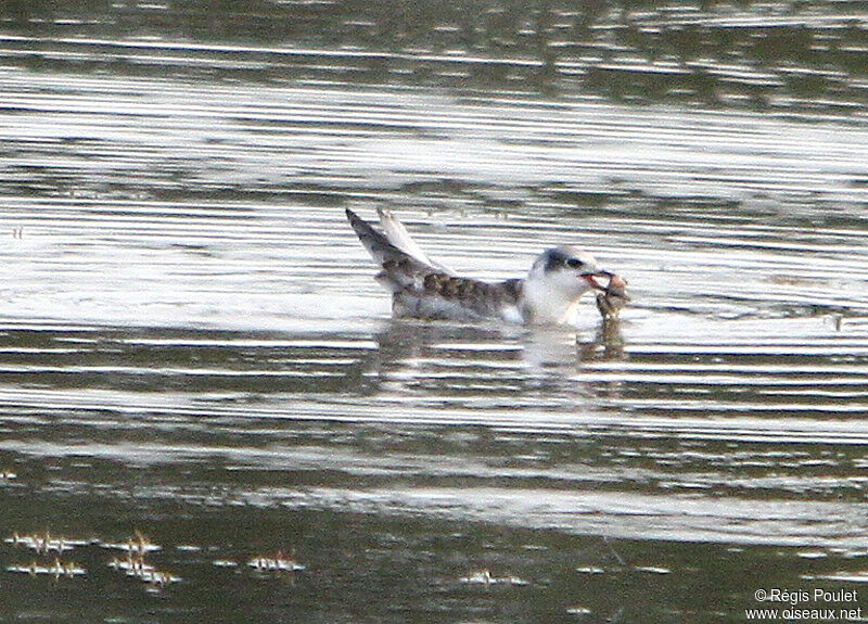 Whiskered Ternjuvenile, feeding habits