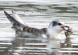 Whiskered Tern