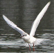 Whiskered Tern