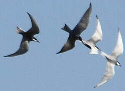 Whiskered Tern