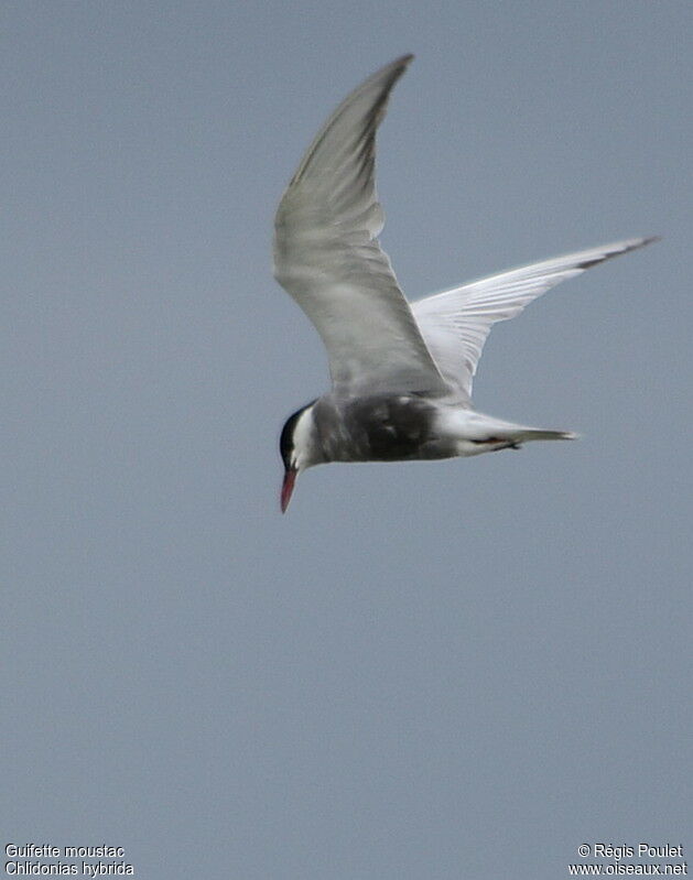 Whiskered Ternadult, Flight, Behaviour