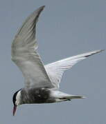 Whiskered Tern