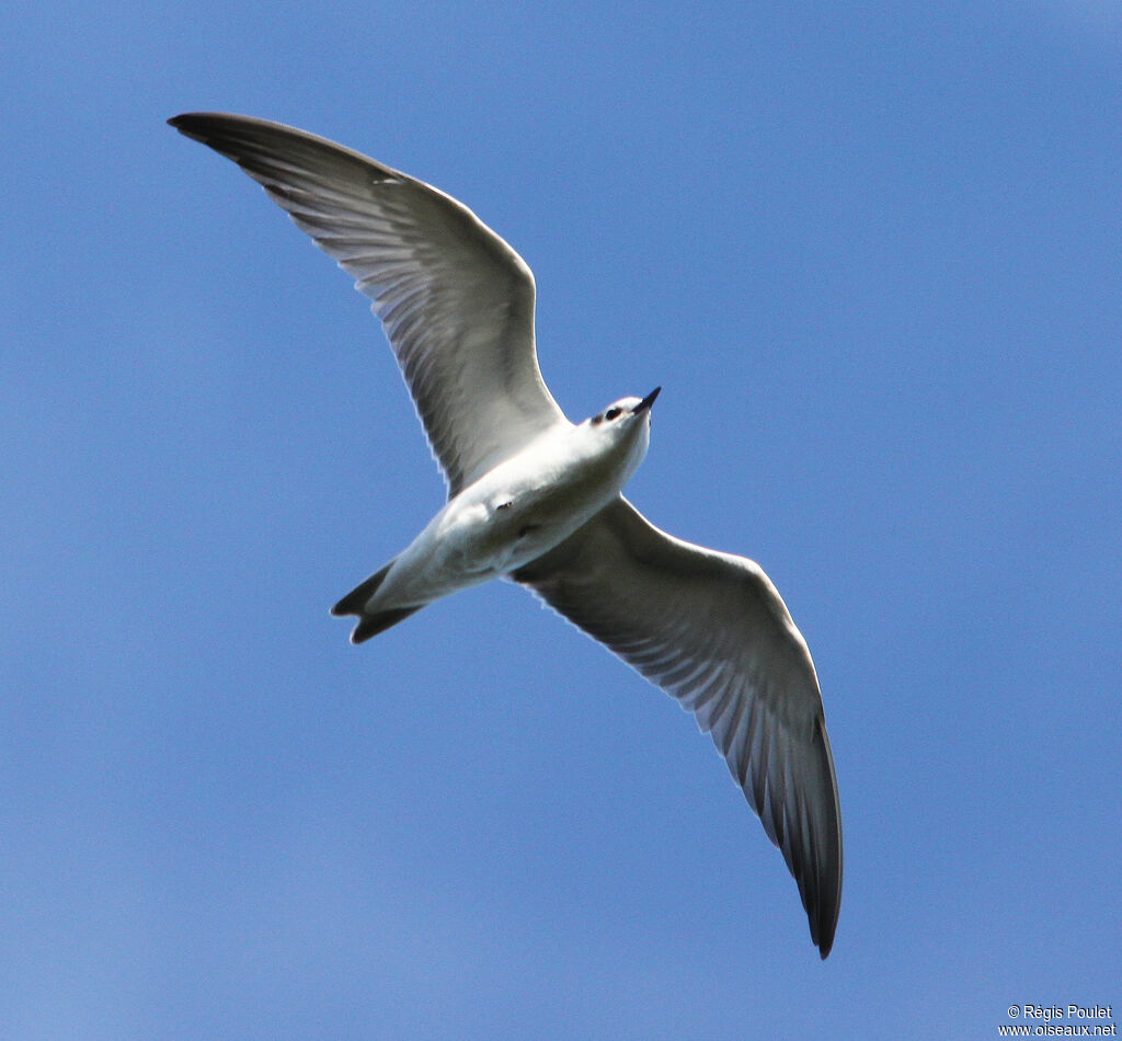 Black Ternadult post breeding, Flight