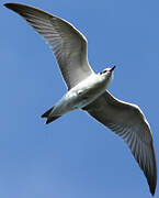 Black Tern